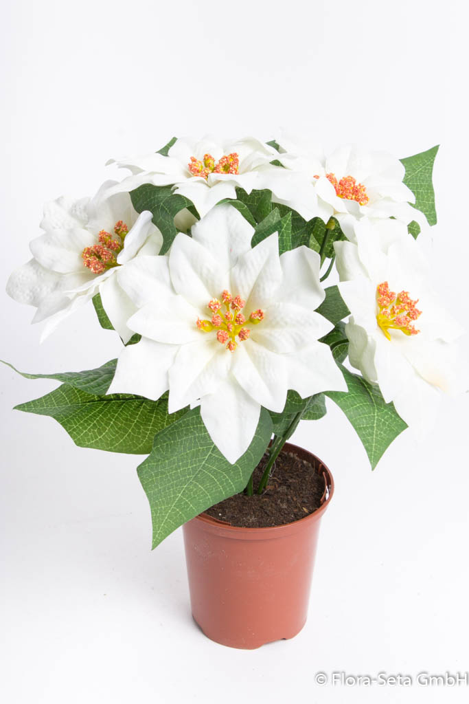Poinsettienbusch mit 6 Blüten, samtig in braunem  Kunststofftopf Farbe: creme-weiß