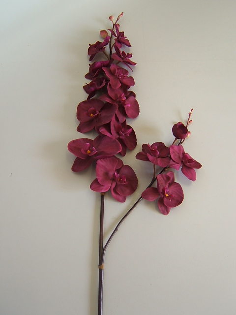 Orchidee Phalaenopsis Natura m. 2 Stielen,15 Blüten,7 Knospen,mit braun.Stiel Farbe:dkl.-viol.
