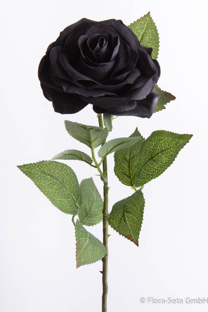 Rose Dijon Farbe: schwarz