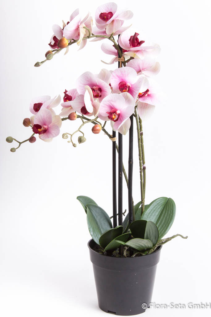 Orchidee Bora im schwarzen Kunststofftopf mit 3 Rispen, Höhe ca. 60 cm Farbe: creme-pink