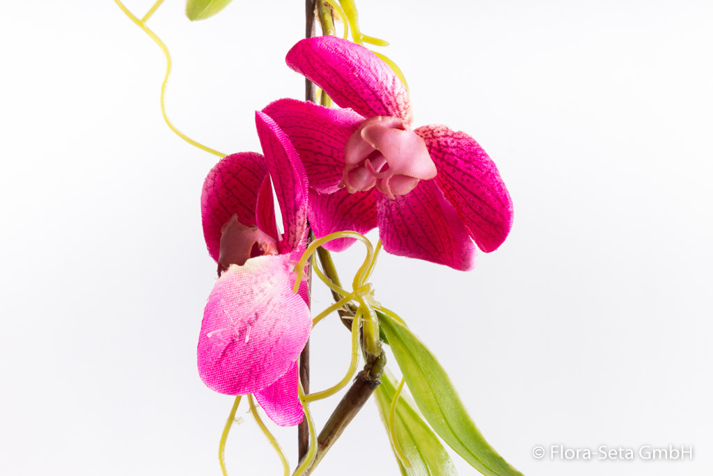 Phalaenopsis Girlande Farbe: fuchsia