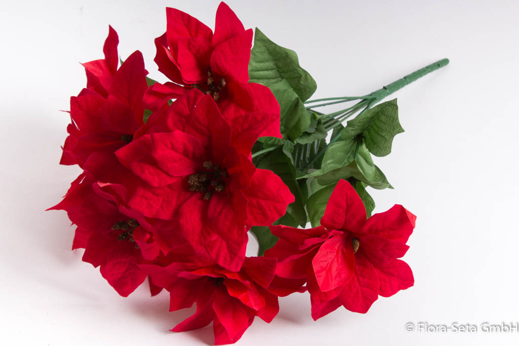Poinsettienbusch mit 9 Blüten, samtig Farbe: rot