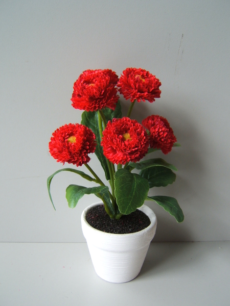 Bellis in weißem Keramiktopf mit 6 Blüten u. 9 Blättern Farbe:rot