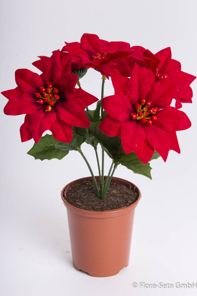 Poinsettienbusch mit 5 Blüten im braunen Kunststofftopf, samtig Farbe: rot 