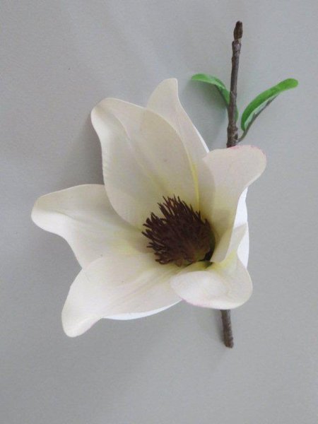 Magnolie-Natura kurzstielig Farbe: creme-weiß