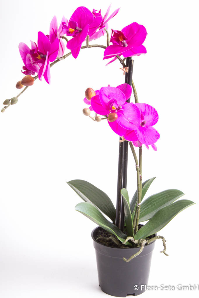 Orchidee Bora im schwarzen Kunststofftopf mit 2 Rispen, Höhe ca. 50 cm Farbe: fuchsia