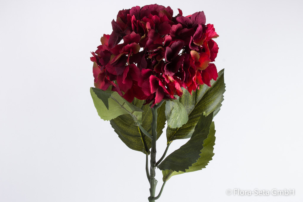 Hortensie mit 5 Blättern Farbe: rot-burgund