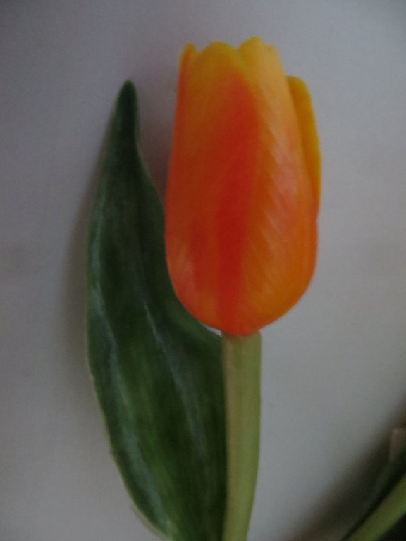 Tulpenbündel mit 7 Stielen Farbe: orange