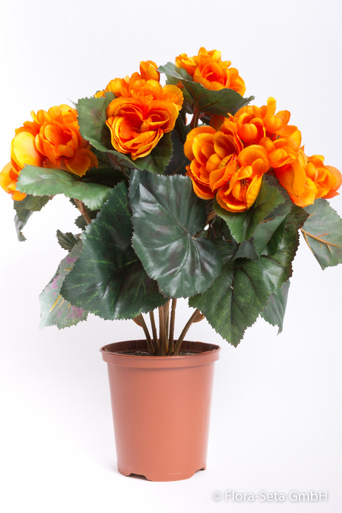 Begonienbusch mit 9 Stielen und 42 Blüten/Knospen im Kunststofftopf Farbe:orange