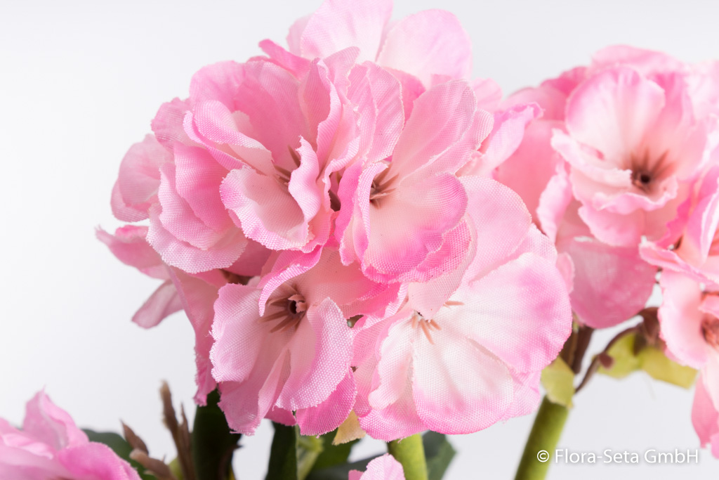 Geranienbusch mit 6 Stielen und 6 Blütenköpfen in braunem Kunststofftopf Farbe:pink