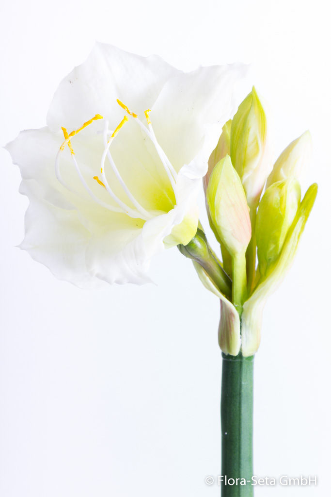 Amaryllis Stem mit 1 Blüte und 5 Knospen "real touch" Farbe: creme-weiß