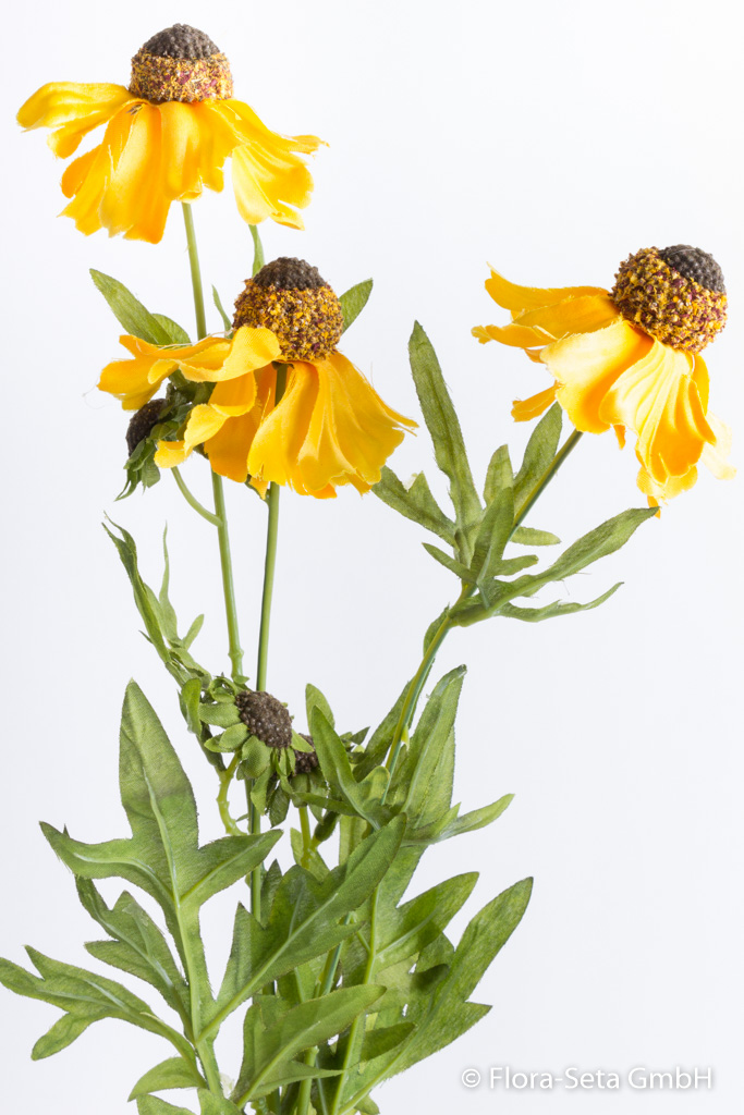 Sonnenhut (Rudbeckia) mit 3 Blüten und 3 Knospen Farbe: gelb
