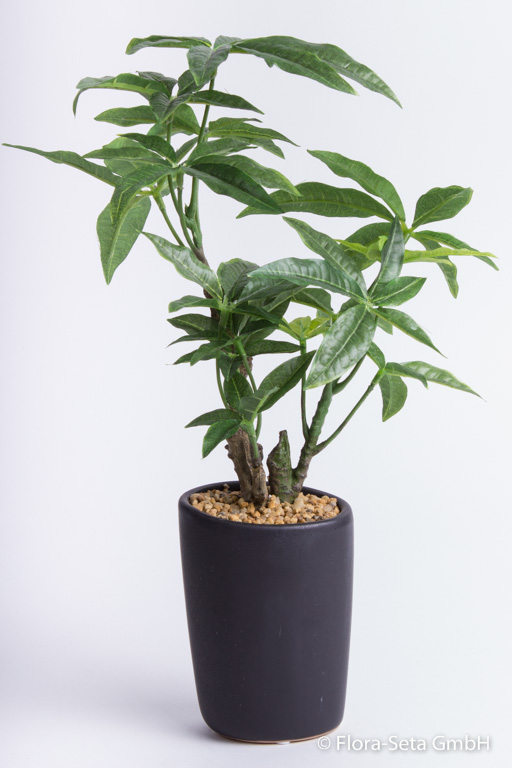 Pachira-Pflanze in elegantem dunkelgrauen Keramiktopf