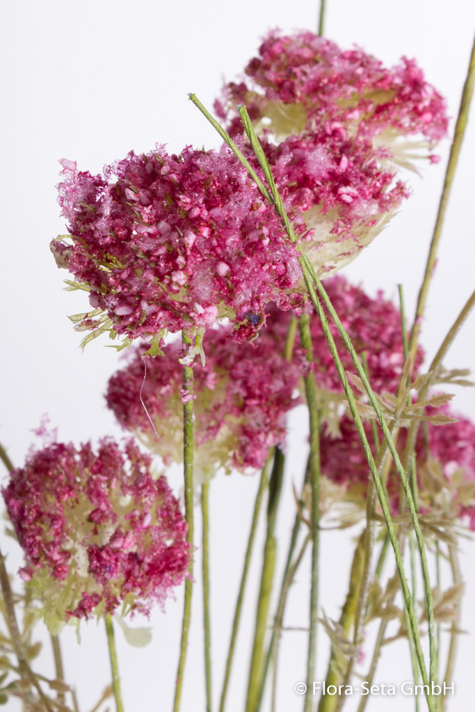 Wild-Allium-Busch mit Gräsern Farbe: pink