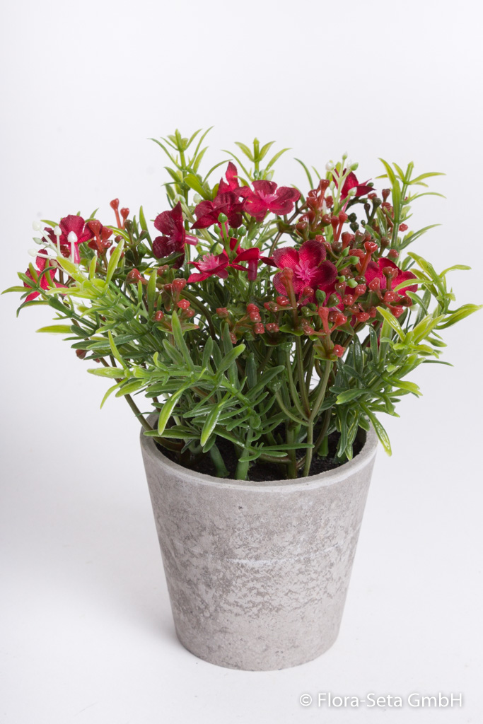 Waxflowerbusch im grauen Keramiktopf Farbe: rot