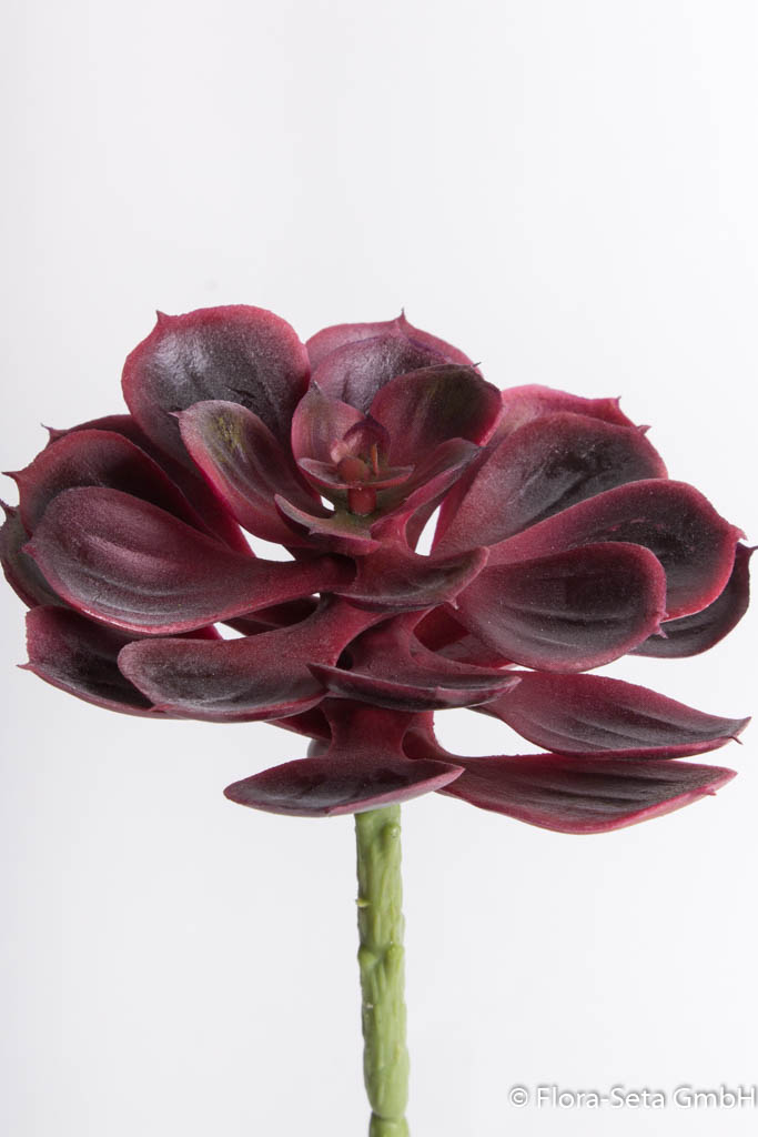 Echeveria 12 x 12 cm Farbe: burgund