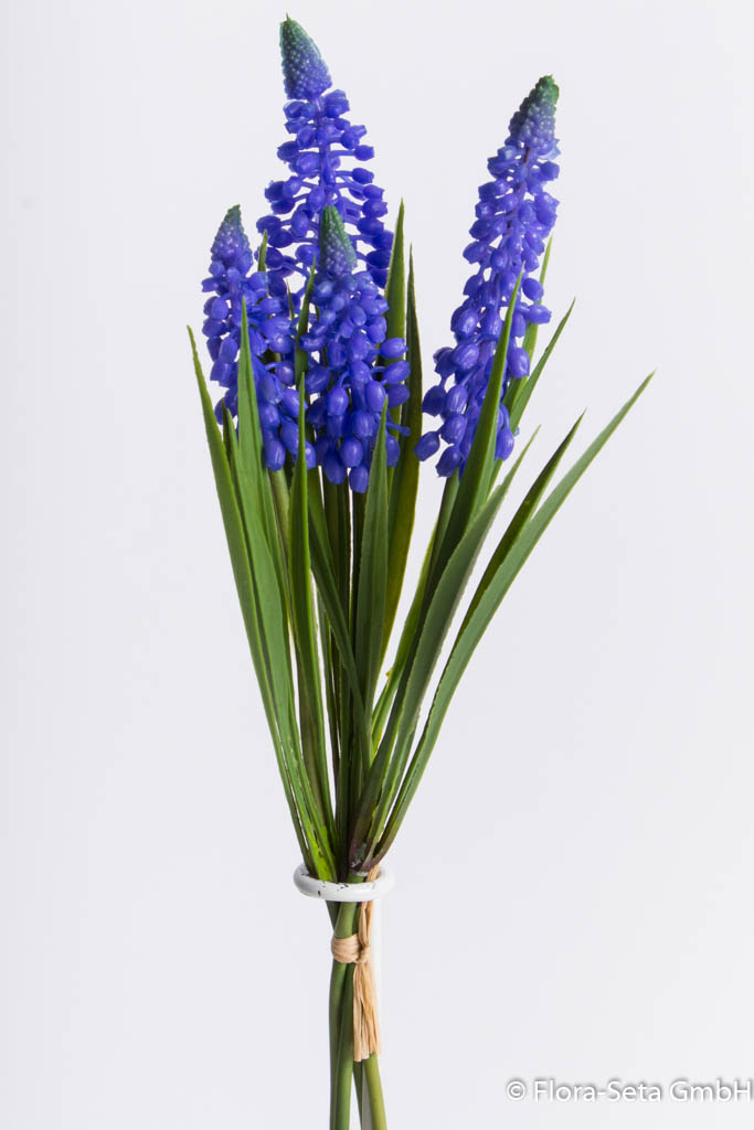 Muscaribündel mit 4 Blüten Farbe: blau