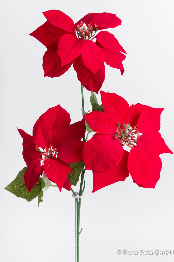 Poinsettiezweig mit 3 Blüten, samtig Farbe: rot