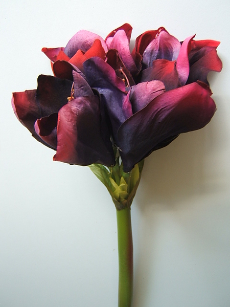 Amaryllis mit 5 Blüten Farbe: purple mit roter Spitze