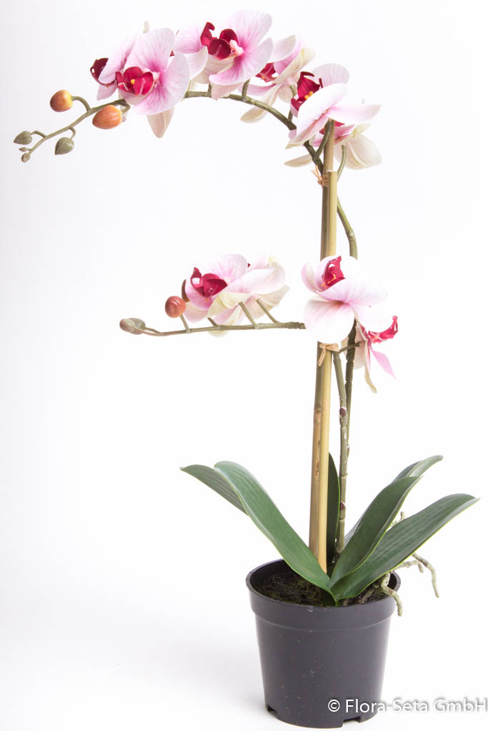 Orchidee Bora im schwarzen Kunststofftopf mit 2 Rispen, Höhe ca. 50 cm Farbe: creme-pink