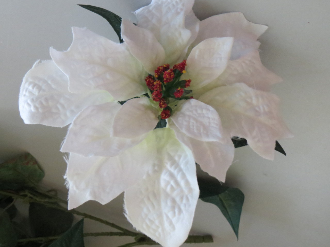 Poinsettienbusch mit 5 Stielen Farbe:weiß