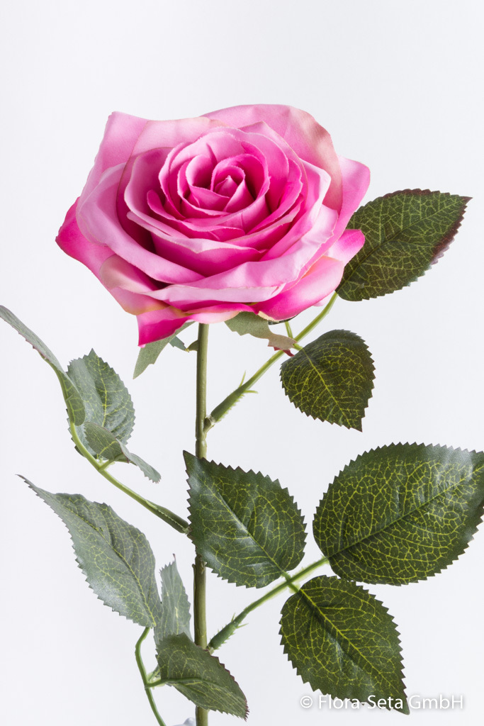 Rose Dijon Farbe: dunkel pink