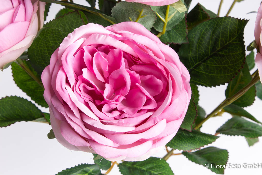 Englischer Rosenbusch mit 10 Rosen Farbe: pink-rosa