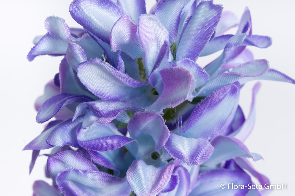 Hyazinthe Farbe: hellblau-lila