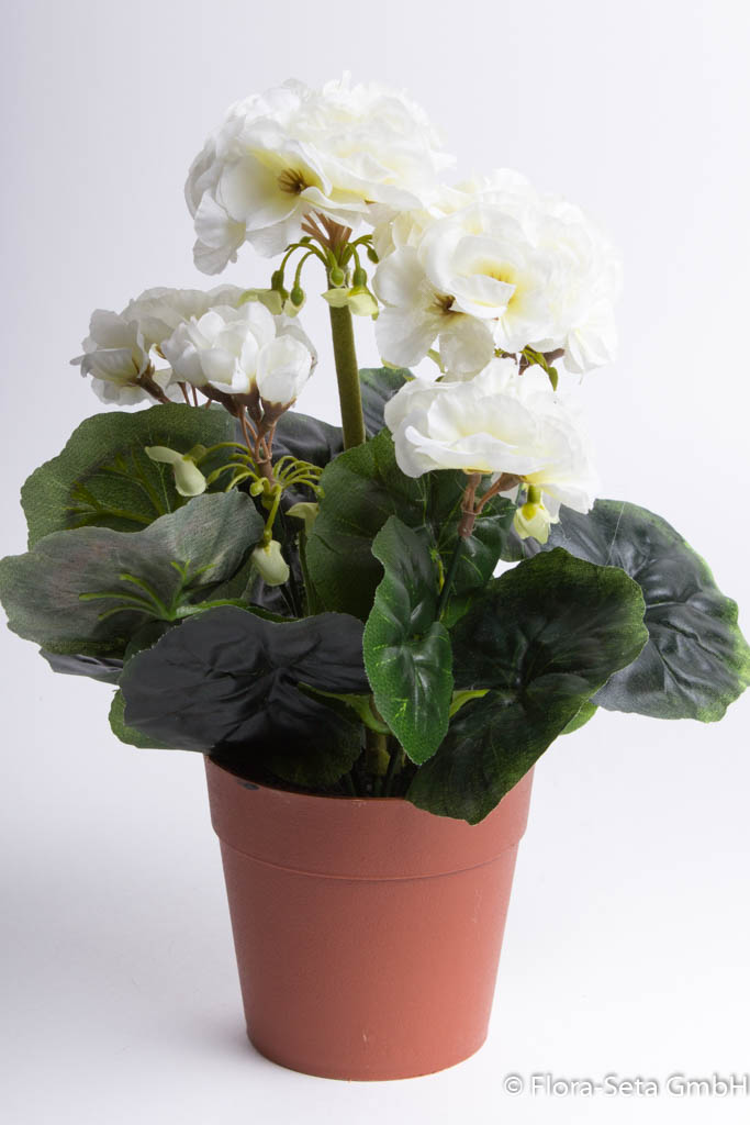 Geranienbusch mit 6 Stielen und 6 Blütenköpfen in braunem Kunststofftopf Farbe: creme-weiß