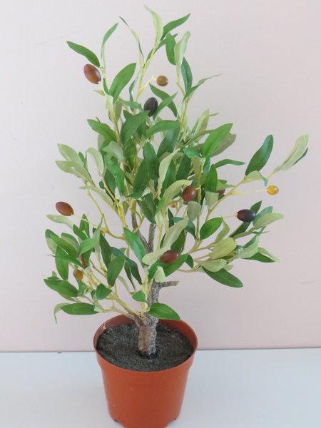 Olivenbaum Calabria im terrakottafarbenen Kunststofftopf