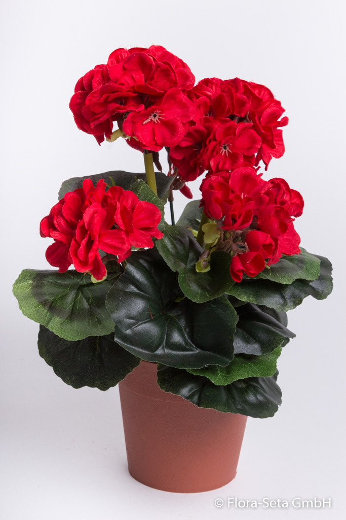 Geranienbusch mit 6 Stielen und 6 Blütenköpfen in braunem Kunststofftopf Farbe:rot
