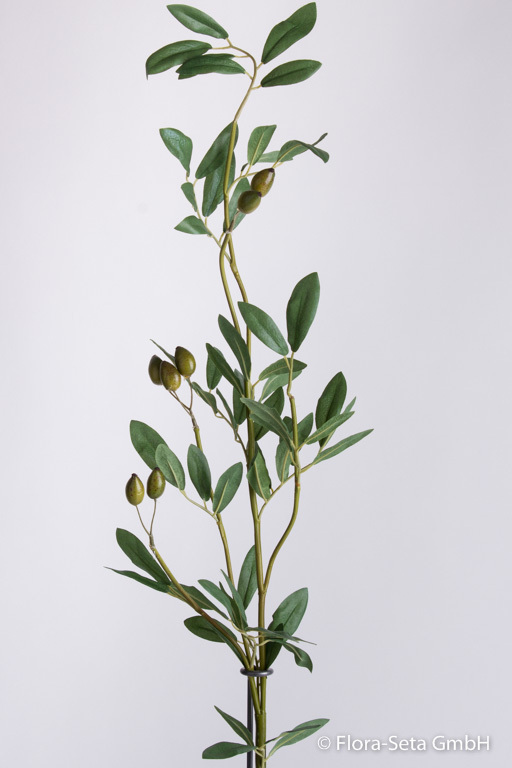 Olivenzweig mit 7 grünen Oliven