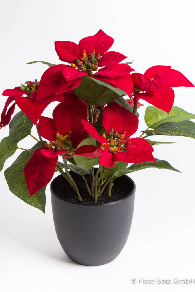 Poinsettie mit 6 Blüten im schwarzen Kunststofftopf Farbe: rot