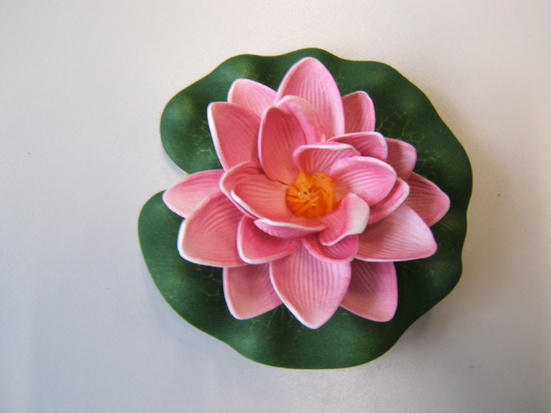 Seerose (Lotus) auf Blatt Farbe:dunkelpink