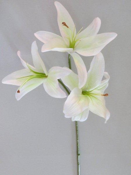 Lilie mit 3 Blüten Farbe:creme-weiß mit hellgrüner Mitte