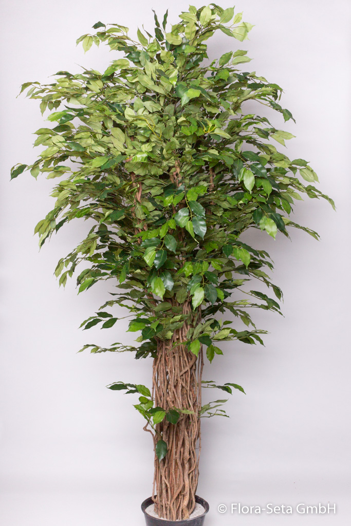 Ficus Benjamini im Kunststofftopf mit ca. 2860 Blättern, Höhe ca. 225 cm Farbe:grün
