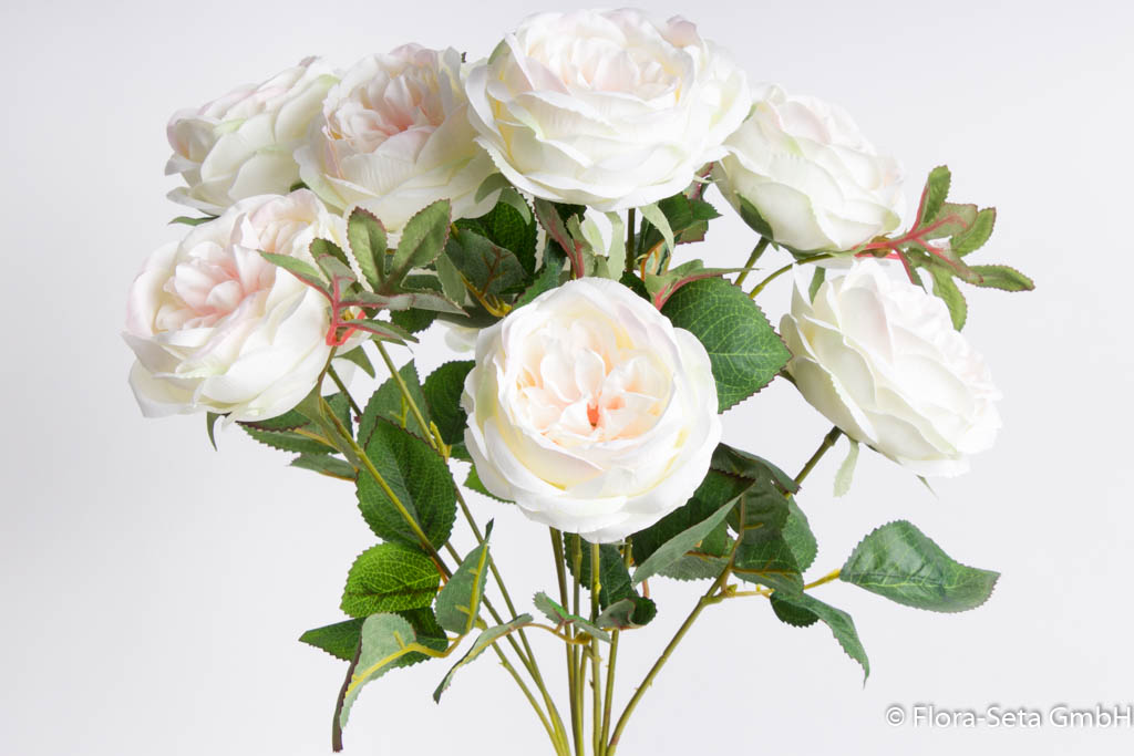 Englischer Rosenbusch mit 10 Rosen Farbe: creme-weiß-leicht pink