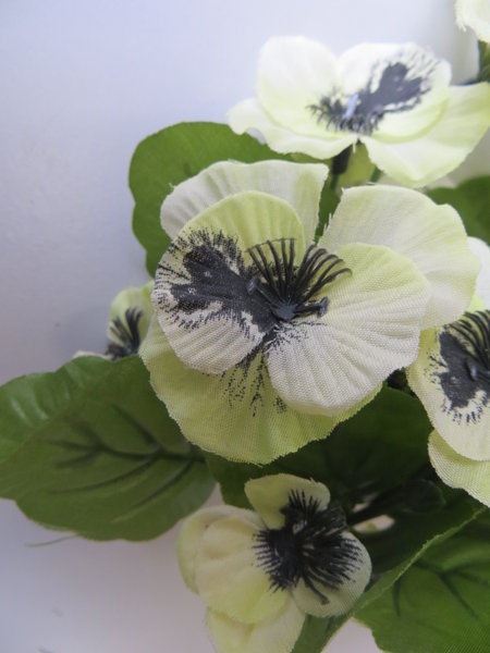 Stiefmütterchenbusch mit 6 Stielen und 11 Blüten  Farbe:hellgrün-creme mit schwarzer Mitte