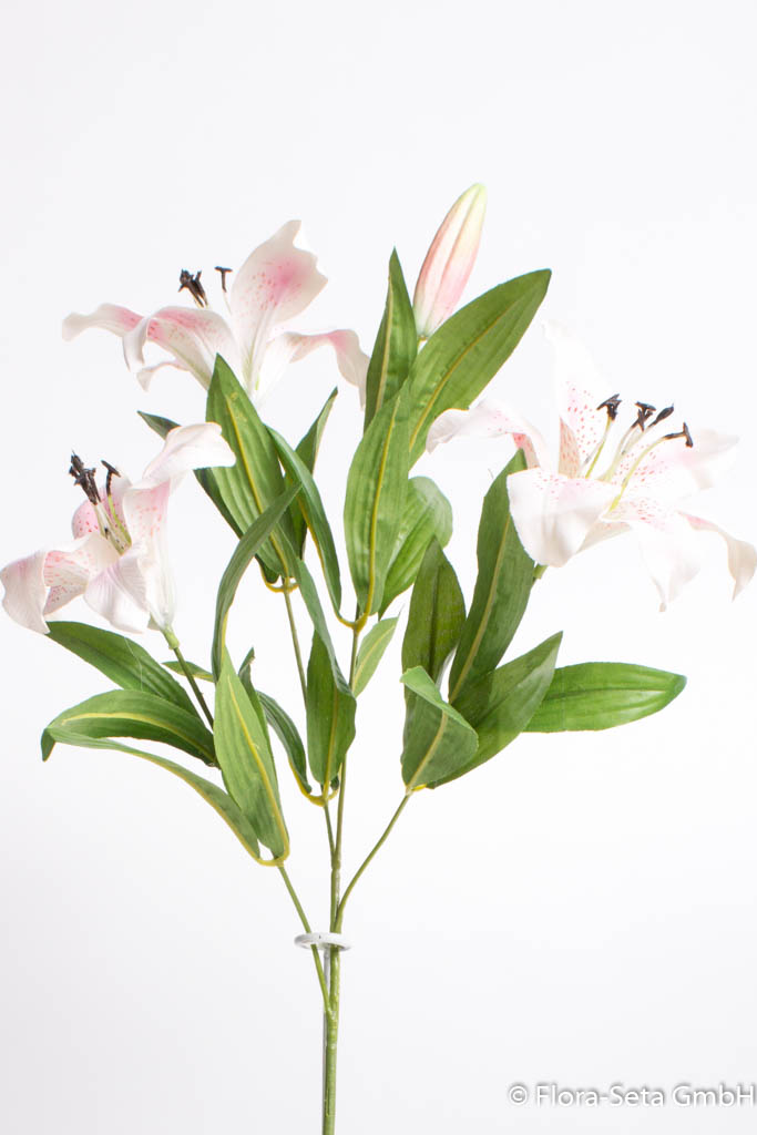 Lilie mit 3 Blüten, 1 Knospe und Blättern, Farbe: creme-rosa