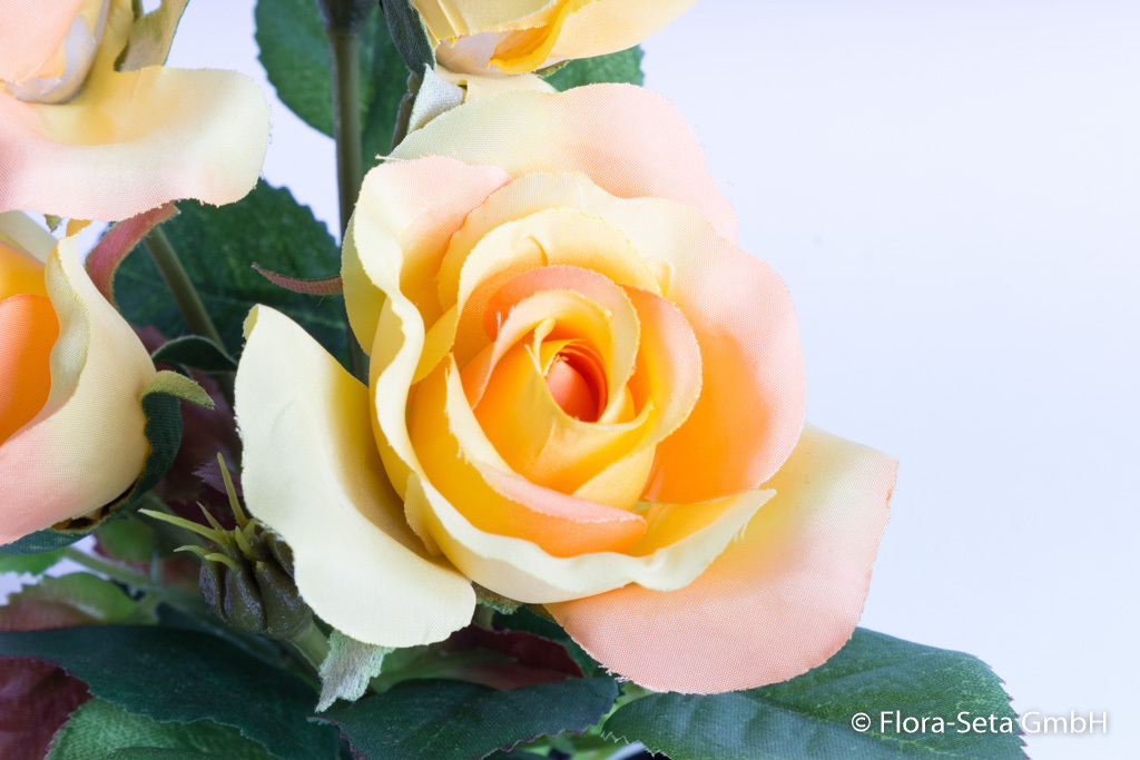 Rosenbusch mit 4 Rosen und 2 Knospen im schwarzen Tontopf Farbe: gelb-lachs