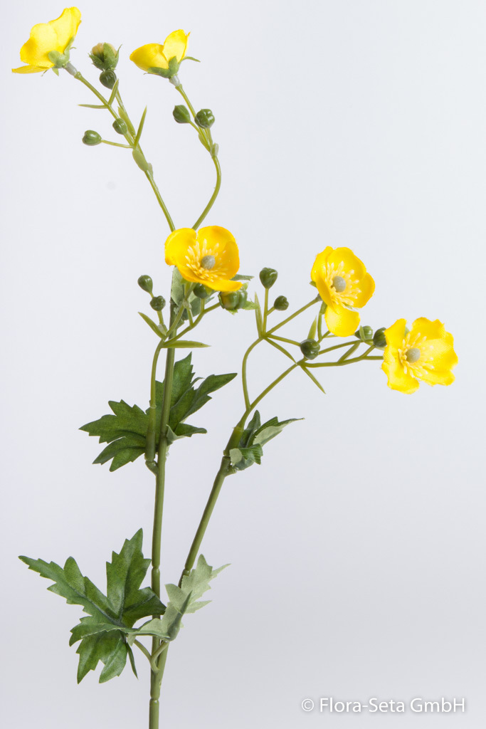 Butterblume mit 5 Blüten Farbe: gelb