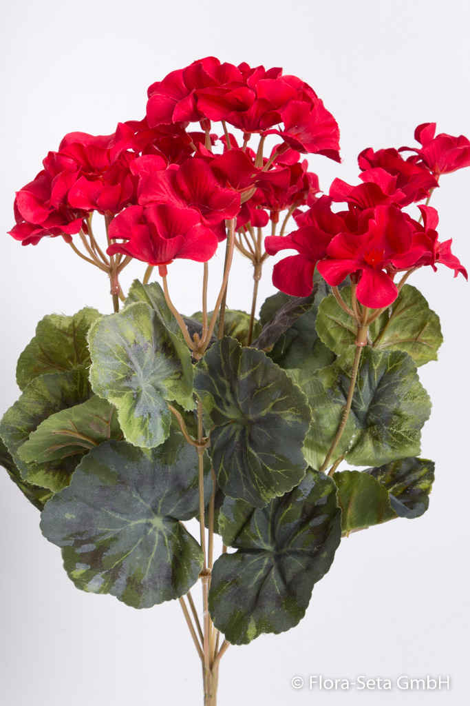 Geranienbusch mit 7 Stielen und 3 kleinen und 4 größeren Blütenköpfen Farbe: rot