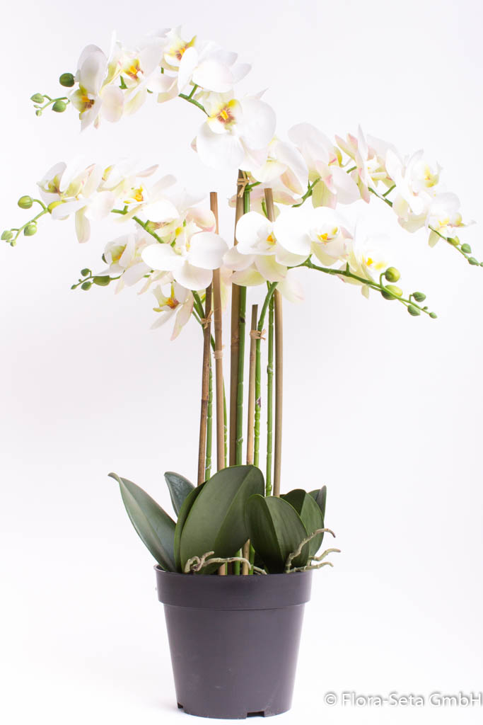 Orchidee Bora im schwarzen Kunststofftopf mit 5 Rispen, Höhe ca. 60 cm Farbe: creme-weiß