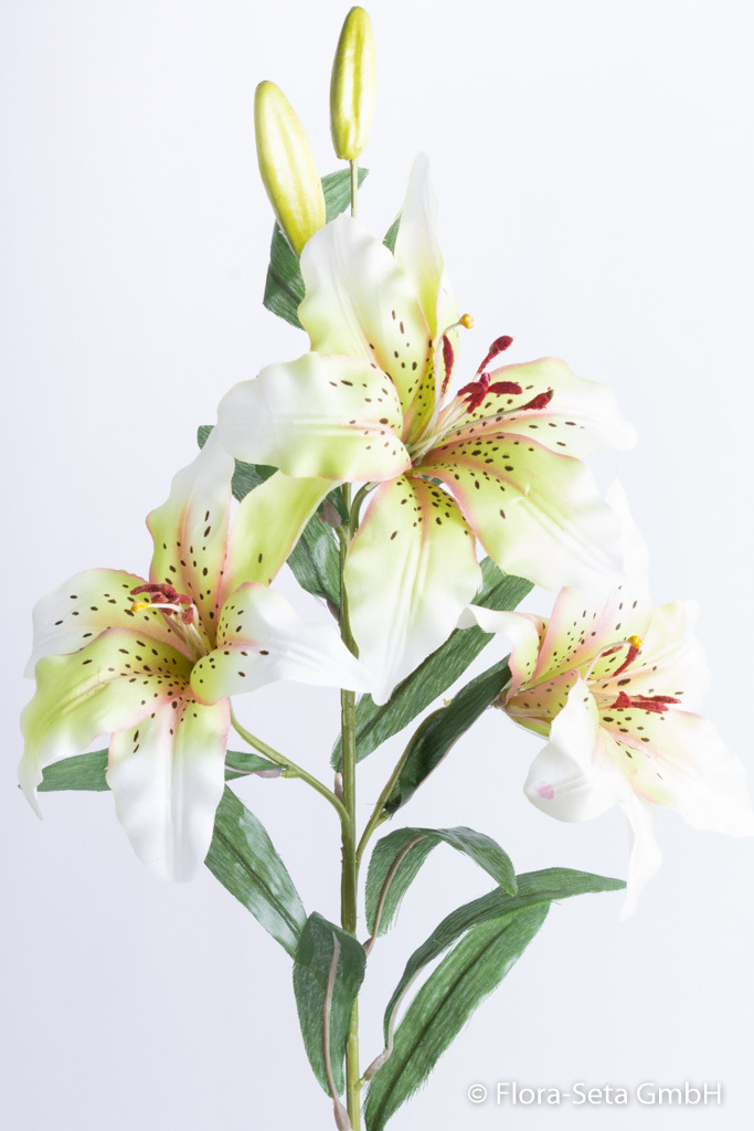 Lilie mit 3 Blüten und 2 Knospen, Farbe: creme-grün