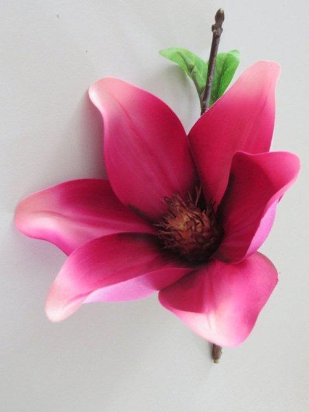 Magnolie-Natura kurzstielig Farbe: dunkel-beauty