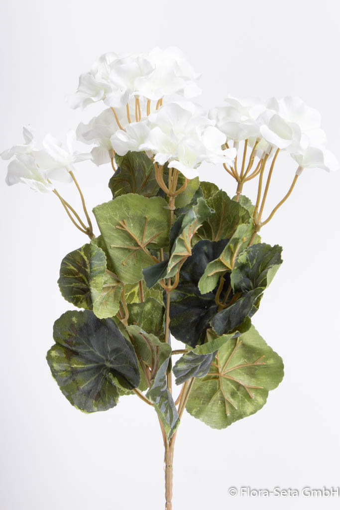 Geranienbusch mit 7 Stielen und 3 kleinen und 4 größeren Blütenköpfen Farbe: creme-weiß