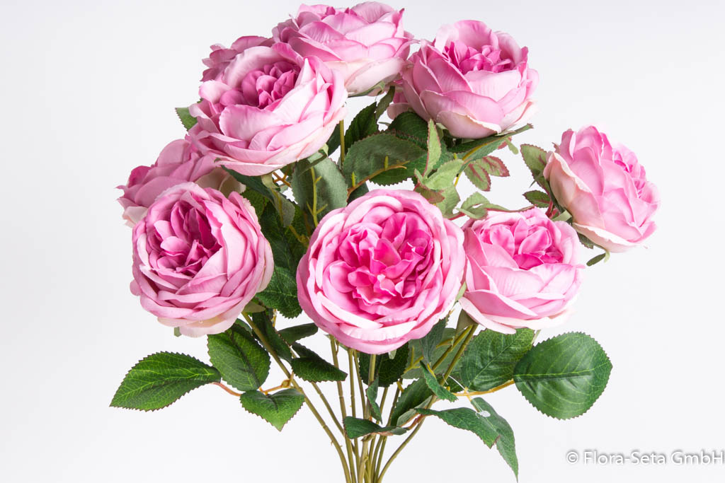 Englischer Rosenbusch mit 10 Rosen Farbe: pink-rosa