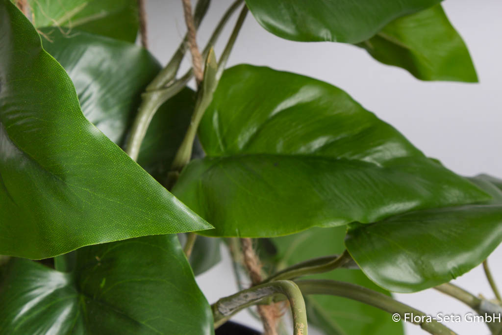Philodendron-Hängeampel im schwarzen Kunststofftopf 