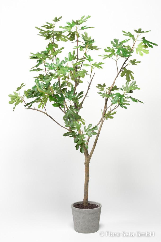 Feigenbaum mit Feigen im dekokartiven Betontopf Höhe: 180 cm