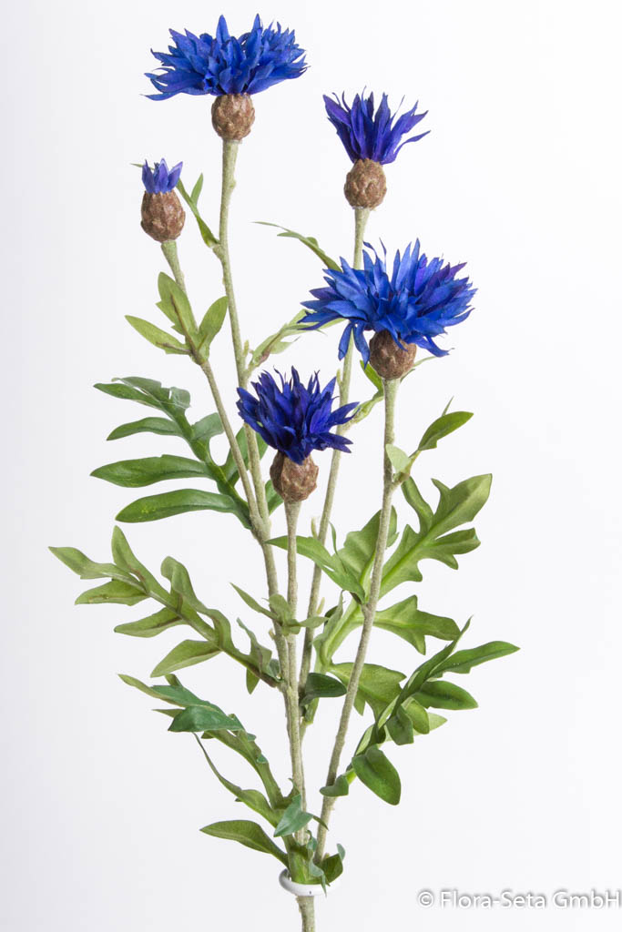 Kornblume mit 4 Blüten und 1 Knospe Farbe: blau-dunkelblau